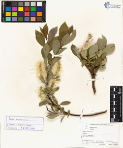 Salix hastata L.