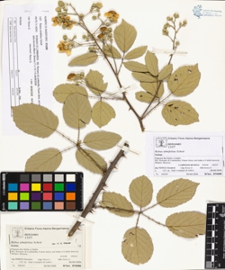 Rubus ulmifolius Schott