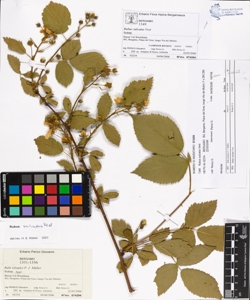Rubus sulcatus Vest