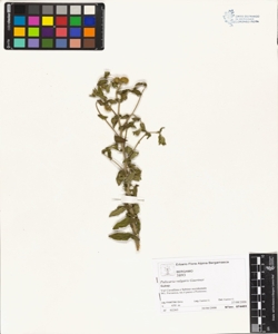 Pulicaria vulgaris Gaertner