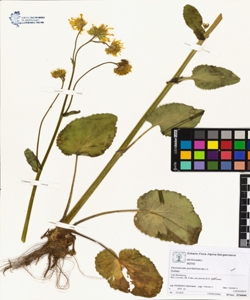 Doronicum pardalianches L.