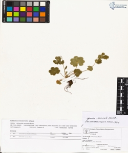 Alchemilla venosula Buser