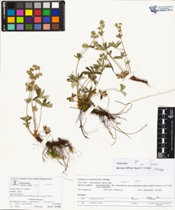 Alchemilla gr. alpina