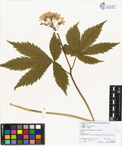 Cardamine pentaphyllos (L.) Crantz