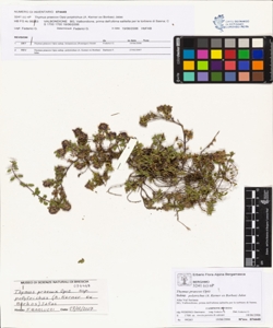 Thymus praecox Opiz subsp. polytrichus (A. Kerner ex Borbas) Jalas