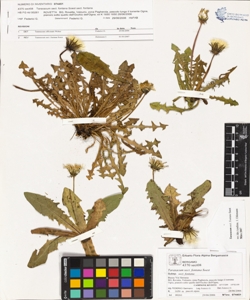 Taraxacum sect. fontana Soest