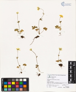 Ranunculus grenieranus Jordan
