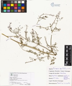 Fumaria officinalis L. subsp. wirtgenii (Koch) Arcang.