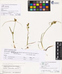 Carex flavella Krecz.