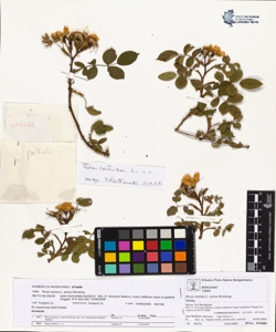 Rosa canina L. sensu Bouleng. var canina