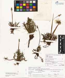 Taraxacum dunenseforme Sonck.