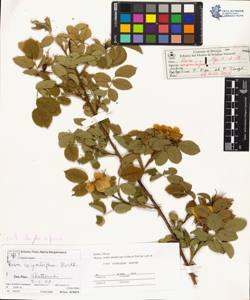 Rosa canina L. sensu Bouleng. var corymbifera (Borkh.) Rouy