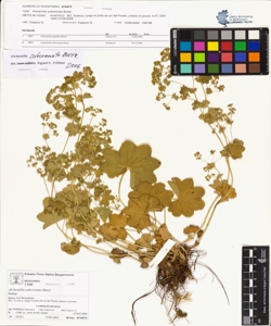 Alchemilla subcrenata Buser
