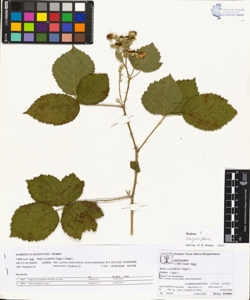 Rubi corylifolii (Aggr.)