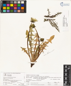 Taraxacum dunenseforme Sonck.