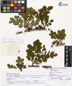 Rosa canina L. sensu Bouleng. var canina