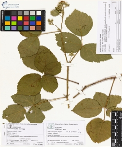Rubi corylifolii (Aggr.)