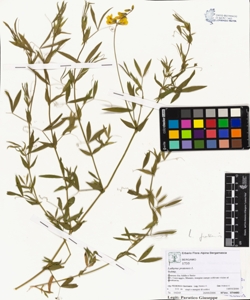Lathyrus pratens¿s L.