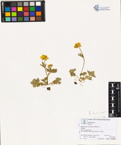 Ranunculus montanus Willd. s.s.