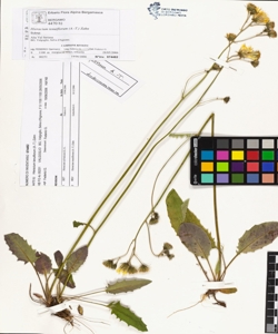 Hieracium tenuiflorum (A.-T.) Zahn