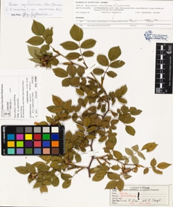 Rosa canina L. sensu Bouleng. var squarrosa Rau