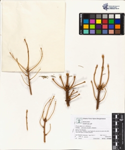 Picea abies (L.) H.Karst. subsp. obovata (Ledeb.) Hult¿n
