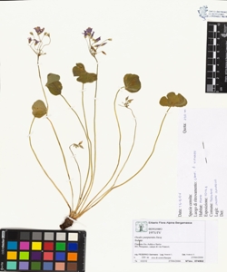 Oxalis purpurata Jacq.