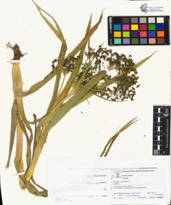 Scirpus sylvaticus L.