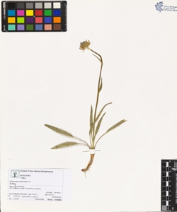 Phyteuma orbiculare L.