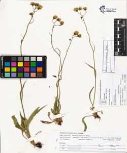 Hieracium apricorum Wiesb.