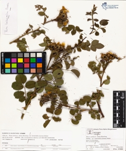 Rosa canina L. sensu Bouleng. var tomentella (Leman) Baker