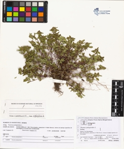 Thymus pulegioides L.