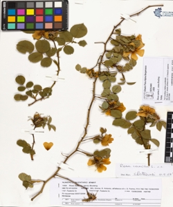 Rosa canina L. sensu Bouleng. var canina