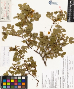 Rosa canina L. sensu Bouleng. var squarrosa Rau