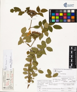 Rosa canina L. sensu Bouleng. var canina