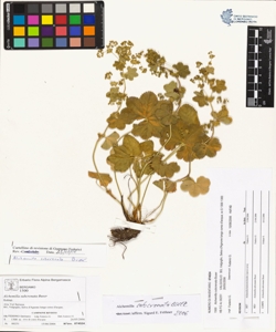 Alchemilla subcrenata Buser