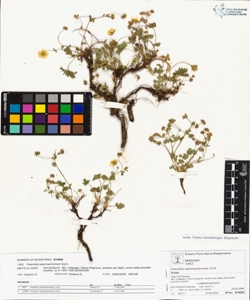 Potentilla tabernaemontani Asch.