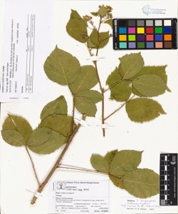 Rubi suberectigeni (Ser.)