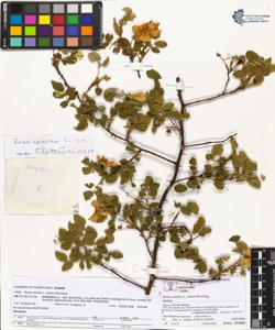 Rosa canina L. sensu Bouleng. var canina