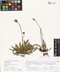 Leontodon tenuiflorus (Gaudin) Rchb.