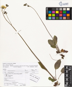 Hieracium bifidum Kit.