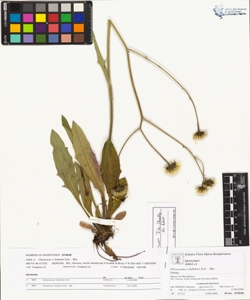 Hieracium x dollineri Sch. - Bip.