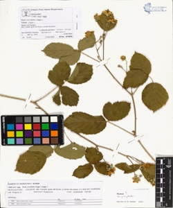 Rubi corylifolii (Aggr.)