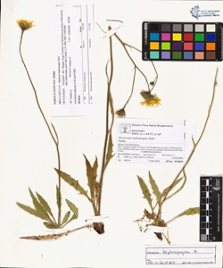 Hieracium tephropogon Zahn