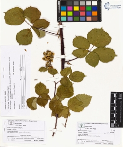 Rubi corylifolii (Aggr.)