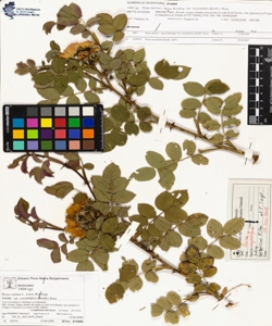 Rosa canina L. sensu Bouleng. var corymbifera (Borkh.) Rouy