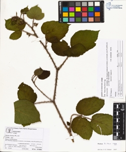 Rubus hirtus W.et K. (Agg.)