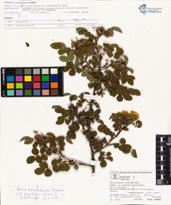 Rosa canina L. sensu Bouleng. var tomentella (Leman) Baker