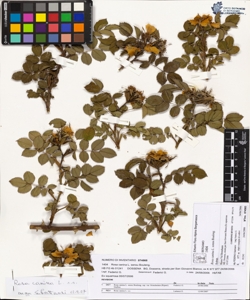 Rosa canina L. sensu Bouleng. var canina