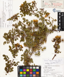 Rosa canina L. sensu Bouleng. var squarrosa Rau